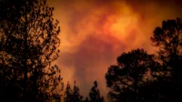 Un violent feu de forêt mobilise des moyens exceptionnels à Fontainebleau